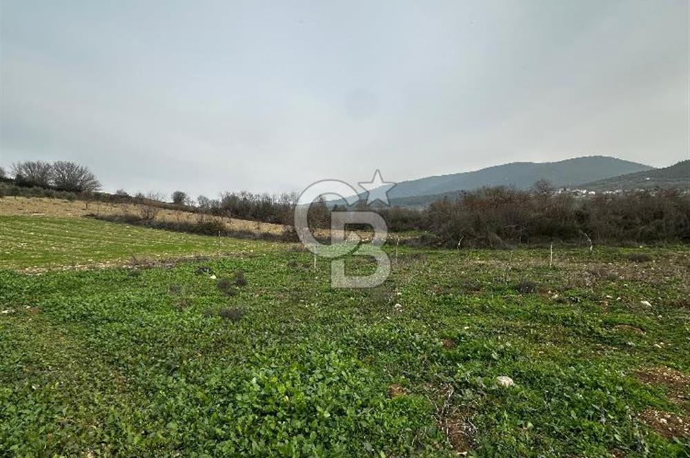 BİLECİK GÖLPAZARI KARAAĞAÇ KÜME EVLER'DE SATILIK 2163 M2 TARLA