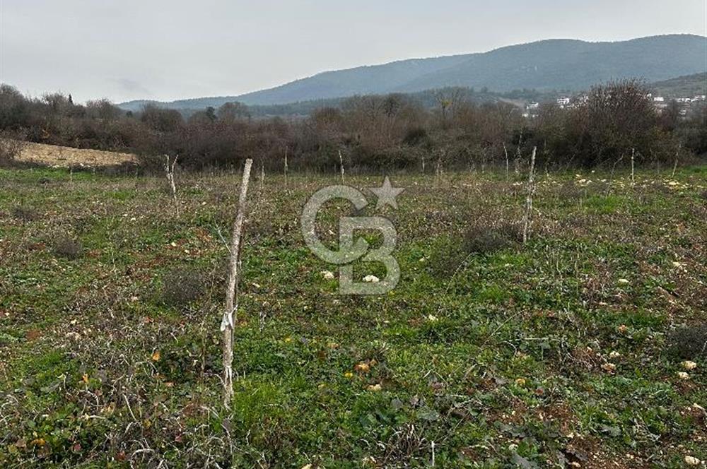 BİLECİK GÖLPAZARI KARAAĞAÇ KÜME EVLER'DE SATILIK 2163 M2 TARLA