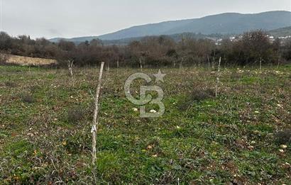 BİLECİK GÖLPAZARI KARAAĞAÇ KÜME EVLER'DE SATILIK 2163 M2 TARLA