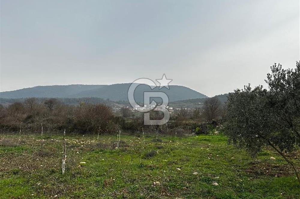 BİLECİK GÖLPAZARI KARAAĞAÇ KÜME EVLER'DE SATILIK 2163 M2 TARLA