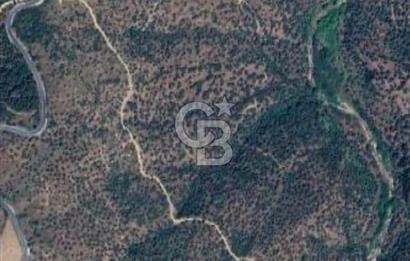  SATILIK AYDIN YENİPAZAR MAHALLESİNDE 2 PARSEL ZEYTİNLİK