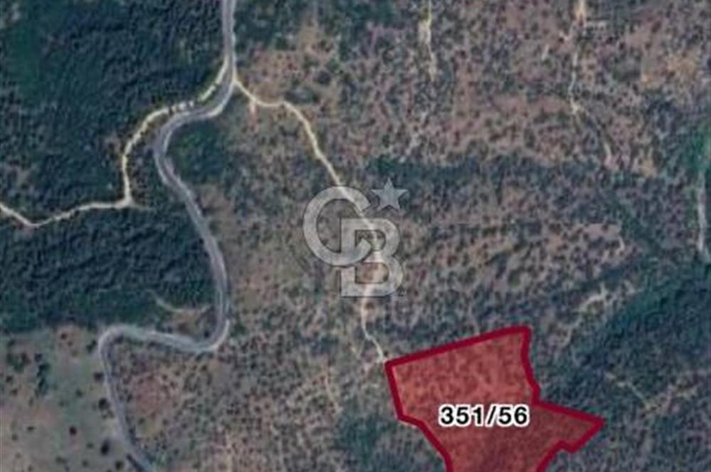  SATILIK AYDIN YENİPAZAR MAHALLESİNDE 2 PARSEL ZEYTİNLİK