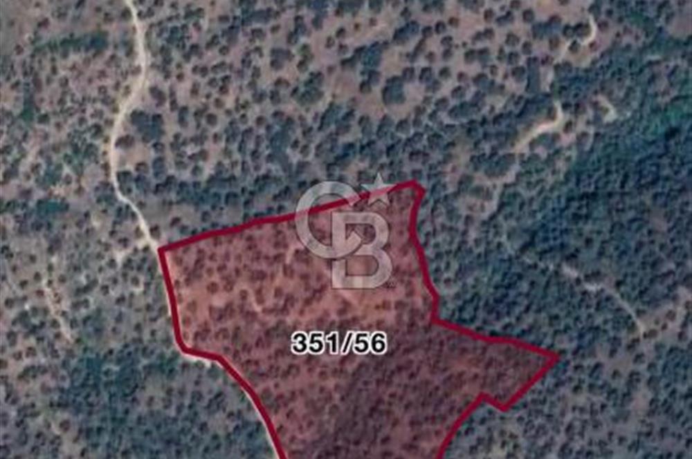  SATILIK AYDIN YENİPAZAR MAHALLESİNDE 2 PARSEL ZEYTİNLİK