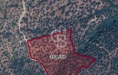  SATILIK AYDIN YENİPAZAR MAHALLESİNDE 2 PARSEL ZEYTİNLİK