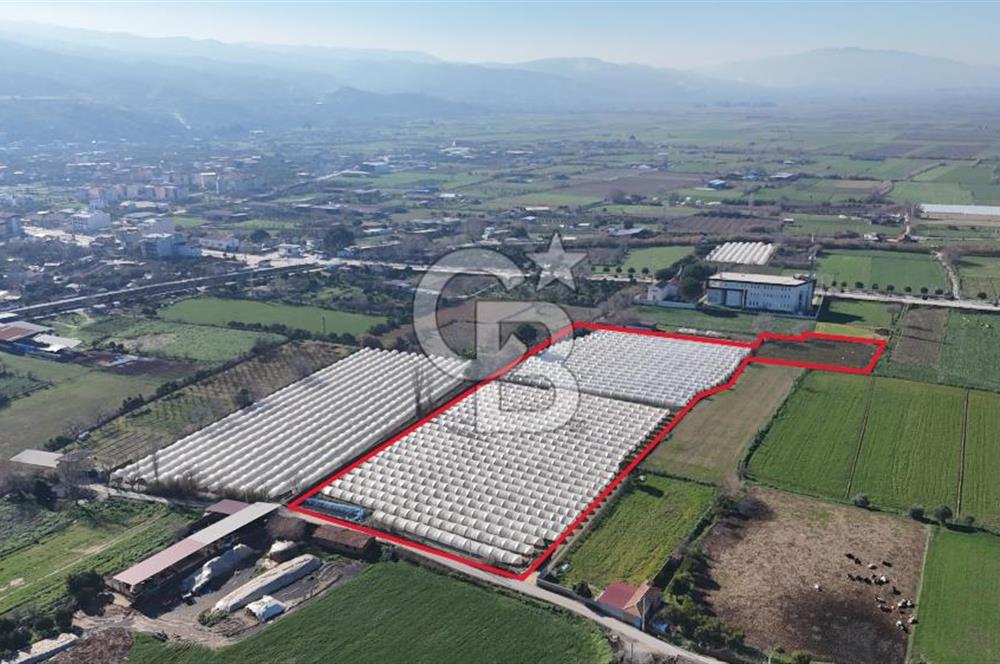 AYDIN  YENİ PAZAR DA  SATILIK TARLA