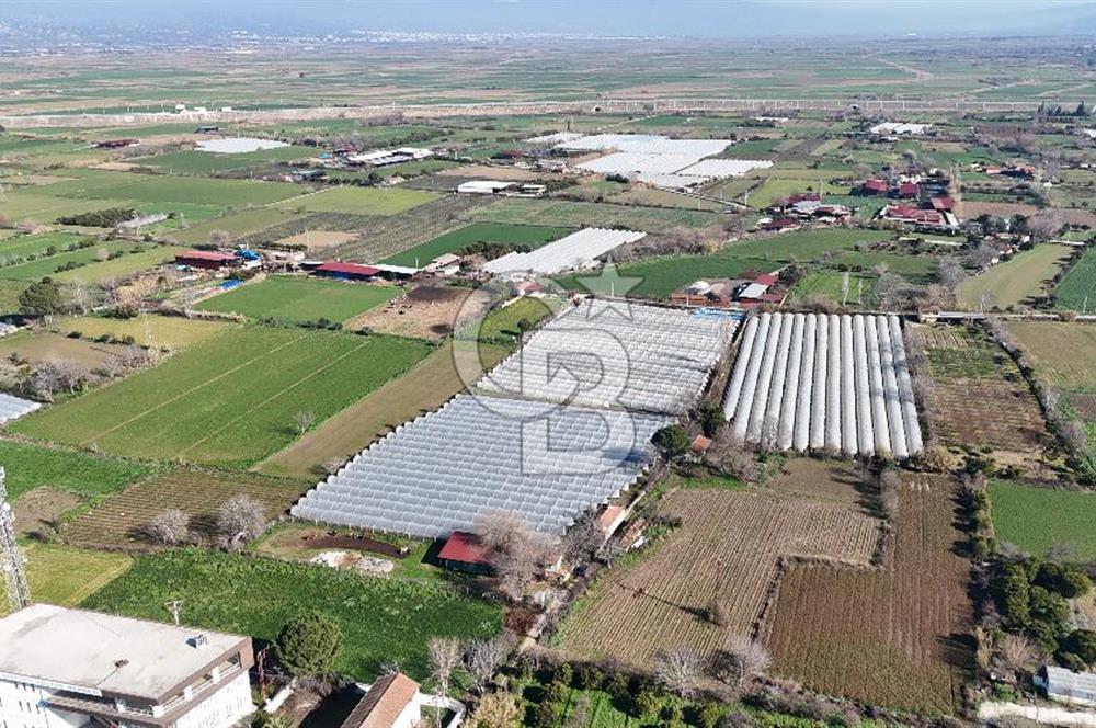 AYDIN  YENİ PAZAR DA  SATILIK TARLA