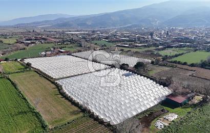 AYDIN  YENİ PAZAR DA  SATILIK TARLA