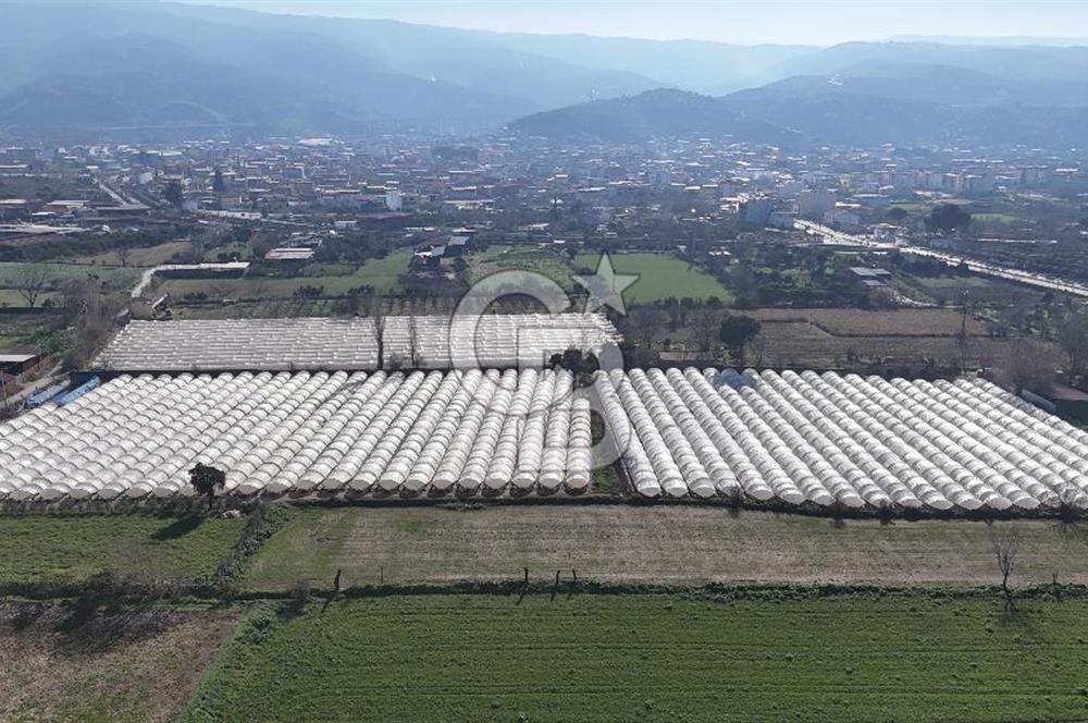 AYDIN  YENİ PAZAR DA  SATILIK TARLA