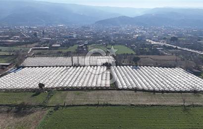 AYDIN  YENİ PAZAR DA  SATILIK TARLA