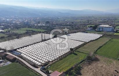 AYDIN  YENİ PAZAR DA  SATILIK TARLA