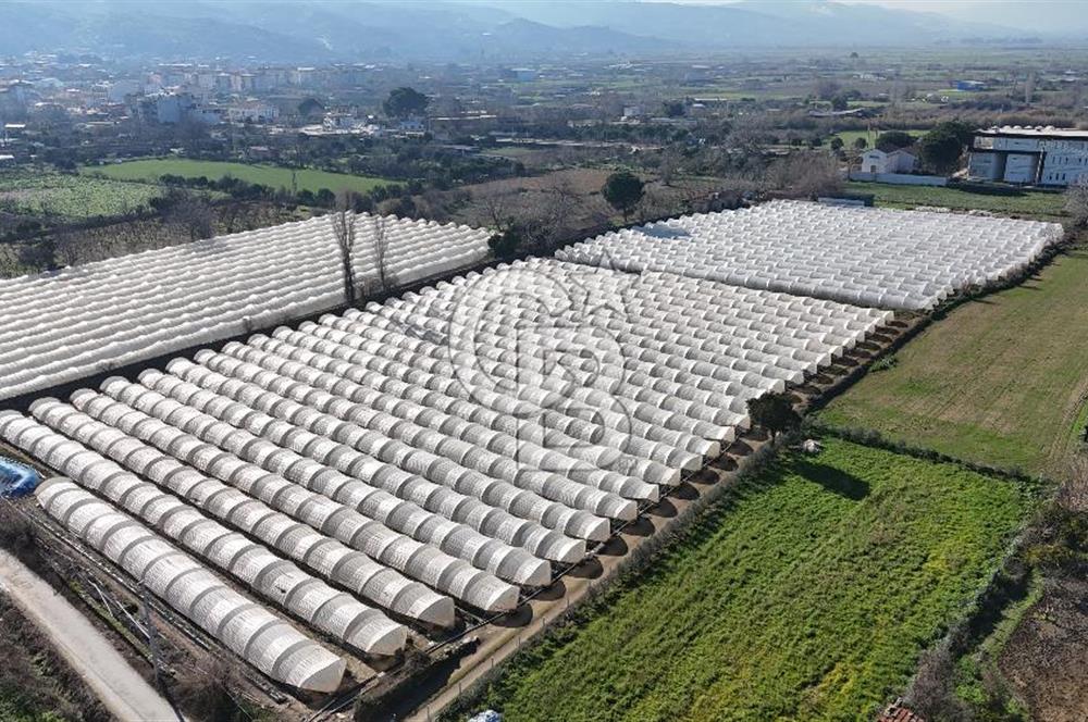 AYDIN  YENİ PAZAR DA  SATILIK TARLA