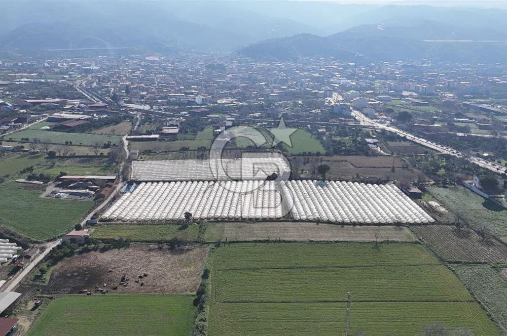 AYDIN  YENİ PAZAR DA  SATILIK TARLA