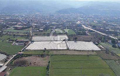 AYDIN  YENİ PAZAR DA  SATILIK TARLA