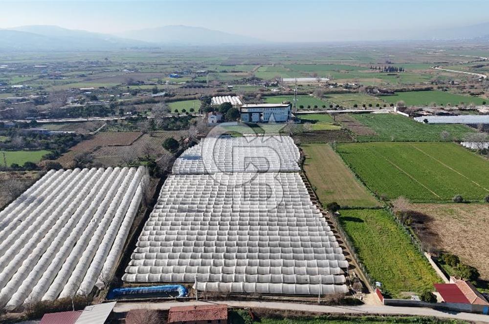 AYDIN  YENİ PAZAR DA  SATILIK TARLA