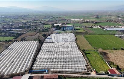 AYDIN  YENİ PAZAR DA  SATILIK TARLA