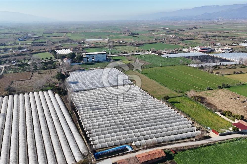 AYDIN  YENİ PAZAR DA  SATILIK TARLA