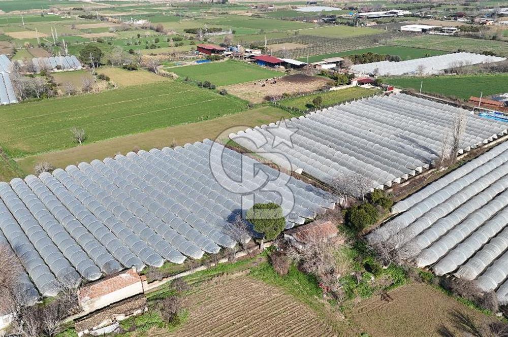 AYDIN  YENİ PAZAR DA  SATILIK TARLA