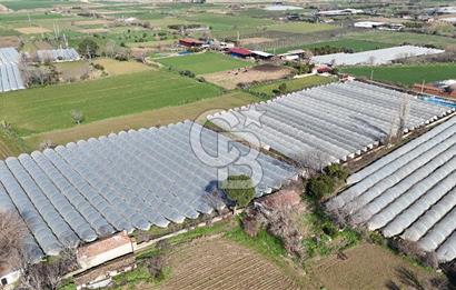 AYDIN  YENİ PAZAR DA  SATILIK TARLA