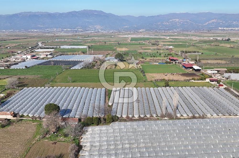 AYDIN  YENİ PAZAR DA  SATILIK TARLA