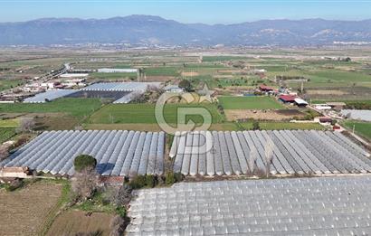 AYDIN  YENİ PAZAR DA  SATILIK TARLA