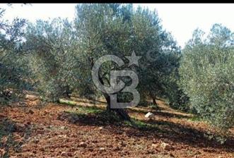 Bölgenin En Uygunu 130 Ağaçlı 10.720 m2 Satılık Zeytinlik - 2 - 328436
