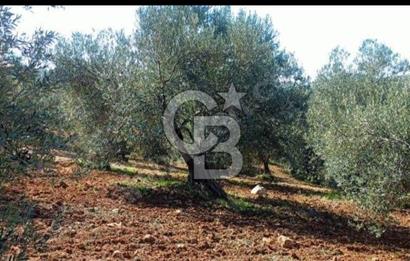 Bölgenin En Uygunu 130 Ağaçlı 10.720 m2 Satılık Zeytinlik