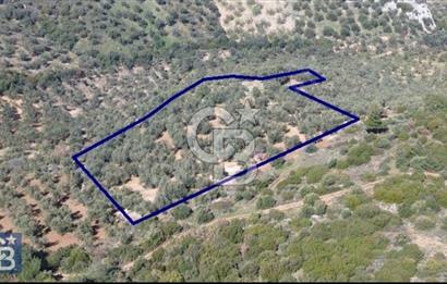 Bölgenin En Uygunu 130 Ağaçlı 10.720 m2 Satılık Zeytinlik