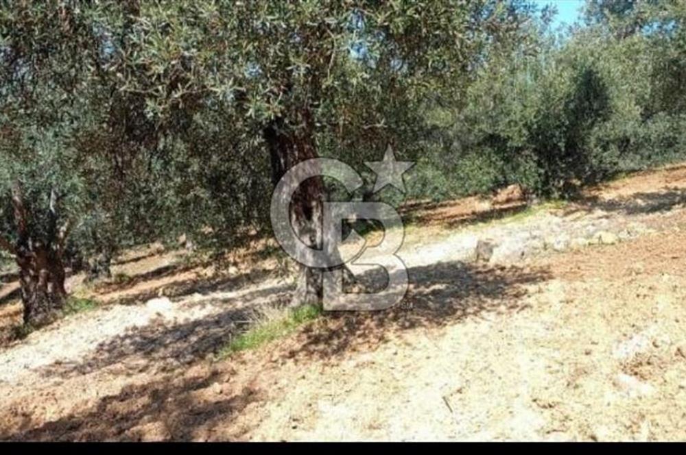 Bölgenin En Uygunu 130 Ağaçlı 10.720 m2 Satılık Zeytinlik