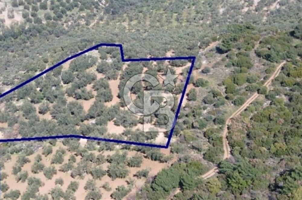 Bölgenin En Uygunu 130 Ağaçlı 10.720 m2 Satılık Zeytinlik