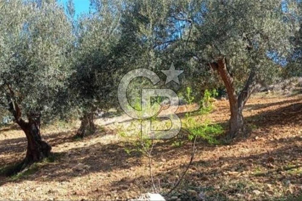 Bölgenin En Uygunu 130 Ağaçlı 10.720 m2 Satılık Zeytinlik