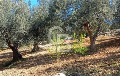 Bölgenin En Uygunu 130 Ağaçlı 10.720 m2 Satılık Zeytinlik