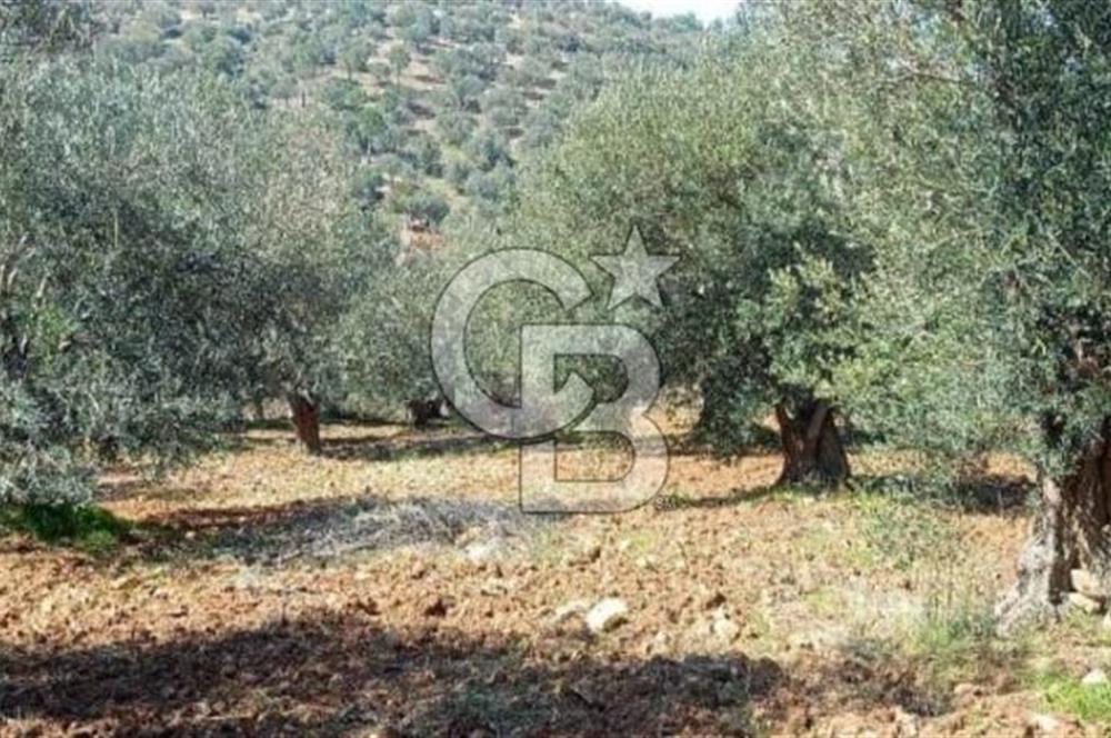 Bölgenin En Uygunu 130 Ağaçlı 10.720 m2 Satılık Zeytinlik