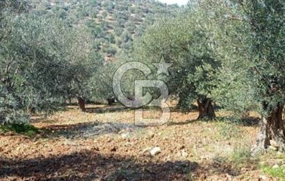 Bölgenin En Uygunu 130 Ağaçlı 10.720 m2 Satılık Zeytinlik