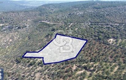 Bölgenin En Uygunu 130 Ağaçlı 10.720 m2 Satılık Zeytinlik