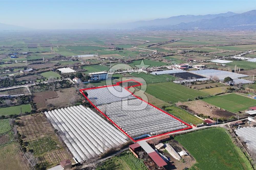 AYDIN  YENİ PAZAR DA  SATILIK TARLA