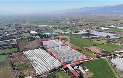 AYDIN  YENİ PAZAR DA  SATILIK TARLA