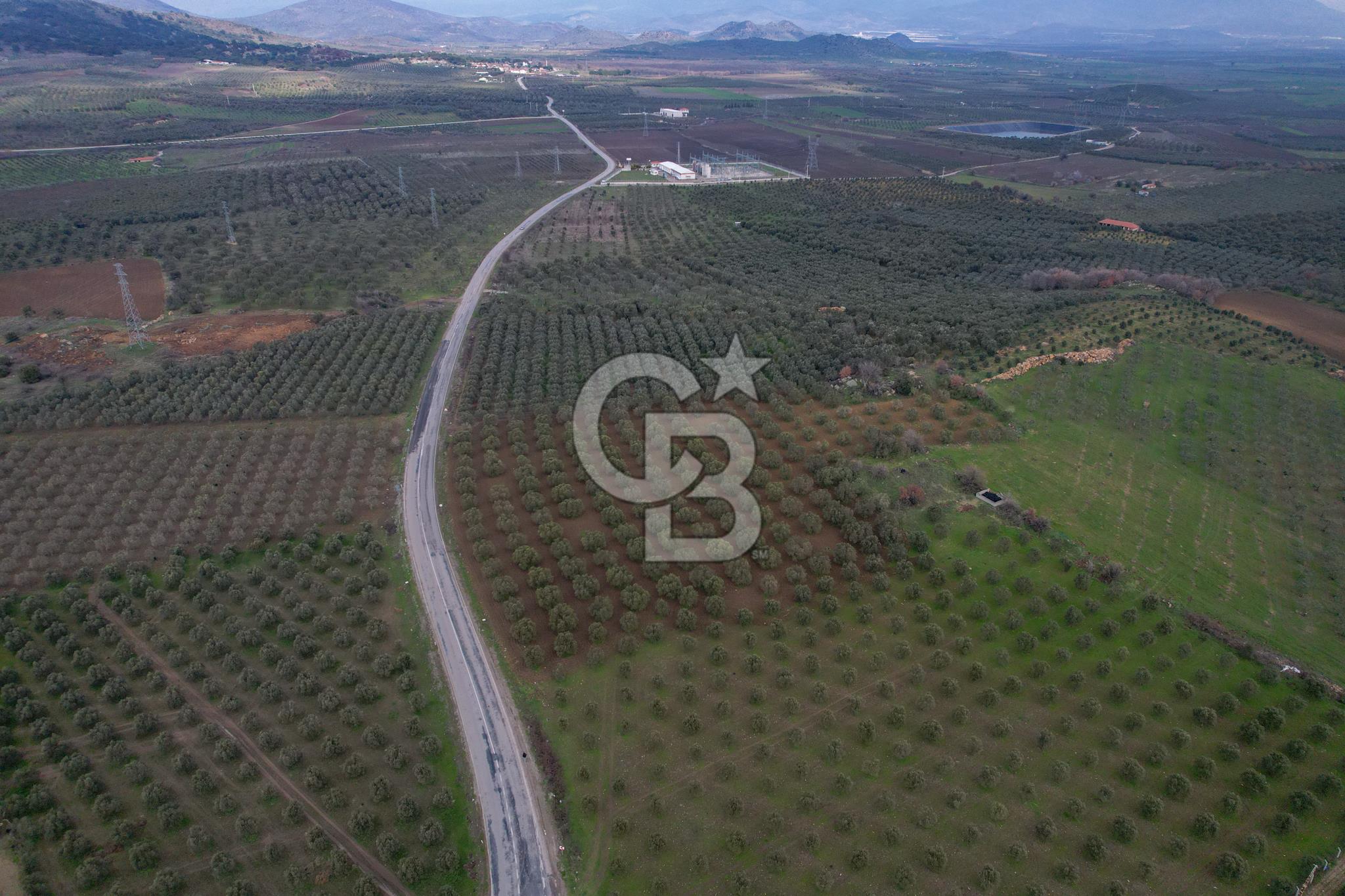ÇANDARLI DİKİLİ YOL ÜZERİNDE ANA YOLA CEPHELİ SATILIK ZEYTİNLİK