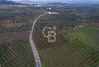 ÇANDARLI DİKİLİ YOL ÜZERİNDE ANA YOLA CEPHELİ SATILIK ZEYTİNLİK - 7 - 328494