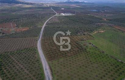 ÇANDARLI DİKİLİ YOL ÜZERİNDE ANA YOLA CEPHELİ SATILIK ZEYTİNLİK