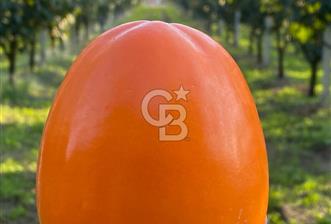 CB Kanyon'dan Bursa İznik'de yüksek verimli hurma bahçesi - 6 - 328538