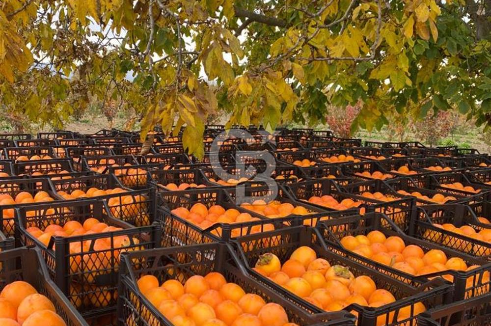 CB Kanyon'dan Bursa İznik'de yüksek verimli hurma bahçesi