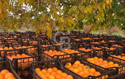 CB Kanyon'dan Bursa İznik'de yüksek verimli hurma bahçesi