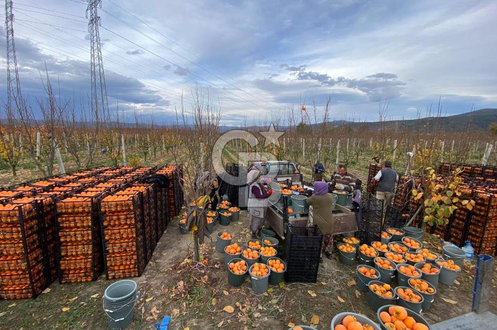 CB Kanyon'dan Bursa İznik'de yüksek verimli hurma bahçesi