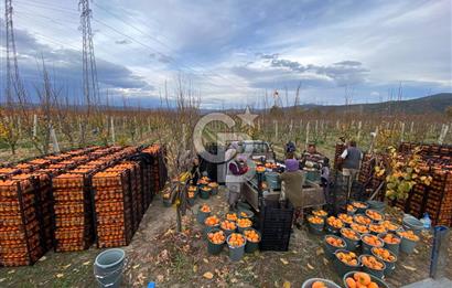 CB Kanyon'dan Bursa İznik'de yüksek verimli hurma bahçesi