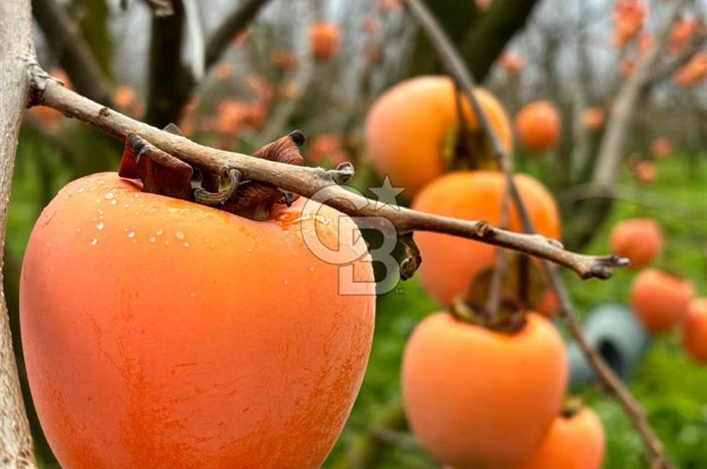 CB Kanyon'dan Bursa İznik'de yüksek verimli hurma bahçesi