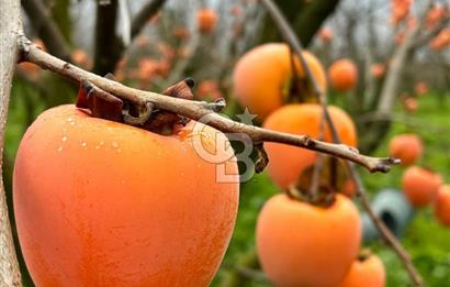 CB Kanyon'dan Bursa İznik'de yüksek verimli hurma bahçesi