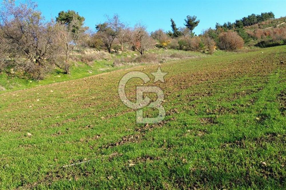 ÇANAKKALE LAPSEKİ BEYBAŞ KÖYÜ SATILIK 5203 M2 BAHÇE