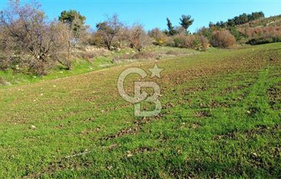 ÇANAKKALE LAPSEKİ BEYBAŞ KÖYÜ SATILIK 5203 M2 BAHÇE