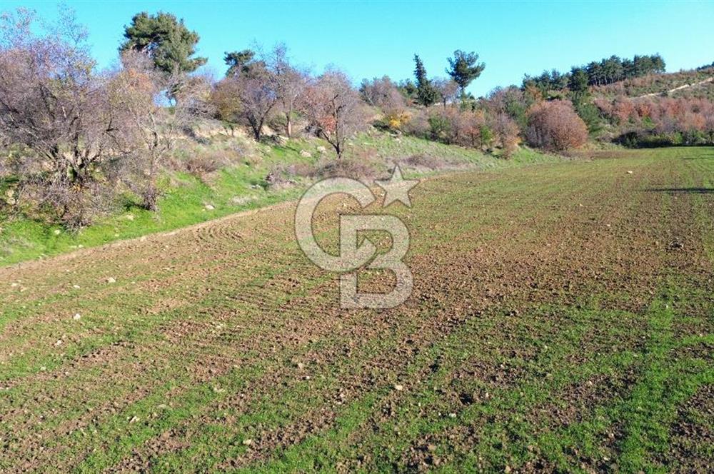 ÇANAKKALE LAPSEKİ BEYBAŞ KÖYÜ SATILIK 5203 M2 BAHÇE