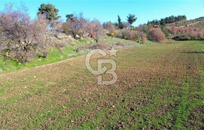 ÇANAKKALE LAPSEKİ BEYBAŞ KÖYÜ SATILIK 5203 M2 BAHÇE